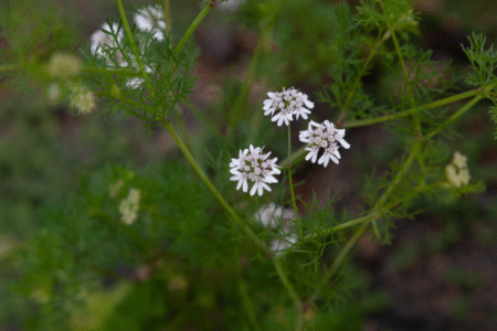5 beneficios da erva doce para a sua saude