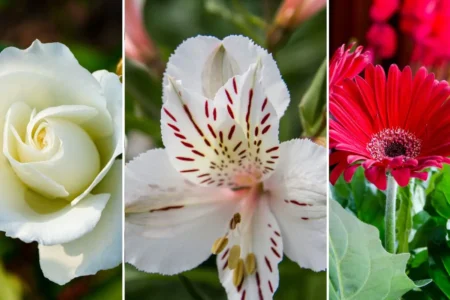 Flores que representam a amizade