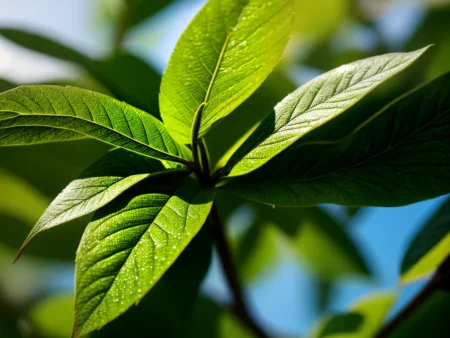 Como as Plantas Enxergam? Entenda a Sensibilidade à Luz em Plantas