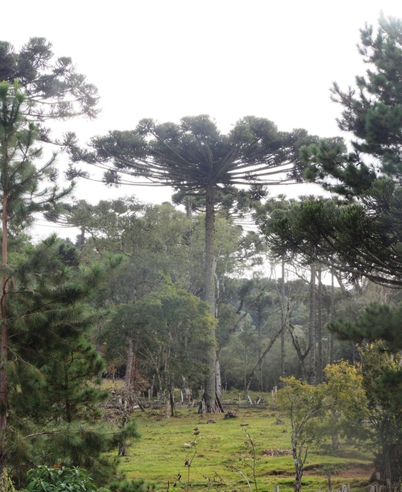 Araucaria angustifolia