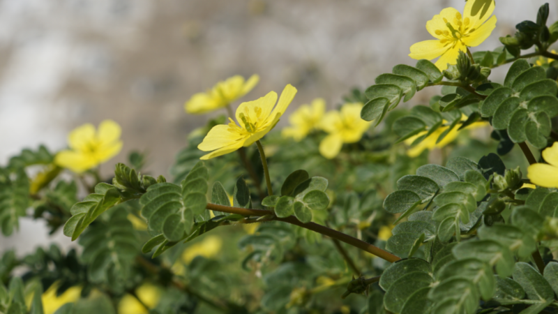 Benefícios do Tribulus Terrestris para tratamentos medicinais