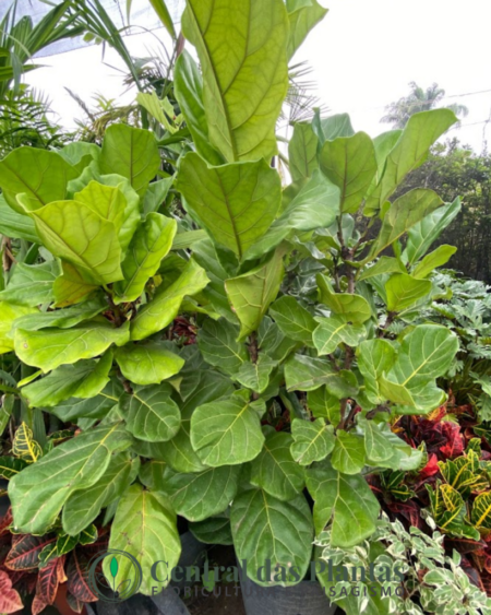 Ficus Lyrata, saiba tudo sobre essa planta