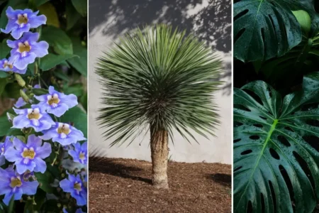 Plantas para jardim externo