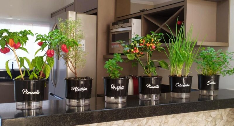 Cultive os Temperos da Linha Gourmet em Casa Temperos da Linha Gourmet: pimenta, hortelã, cebolinha, salsa, etc.