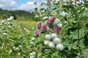 7 benefícios da planta medicinal bardana e como usá-la