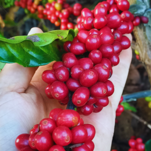 O Poder das Abelhas Nativas na Produção de Café: Relatos de Cafeicultores Capixabas