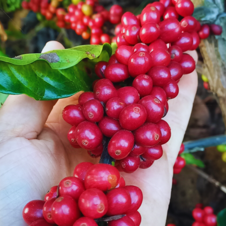 O Poder das Abelhas Nativas na Produção de Café: Relatos de Cafeicultores Capixabas