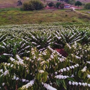 O Poder das Abelhas Nativas na Produção de Café: Relatos de Cafeicultores Capixabas