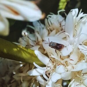 O Poder das Abelhas Nativas na Produção de Café: Relatos de Cafeicultores Capixabas