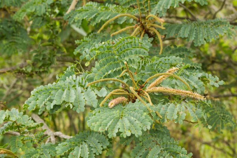 5 benefícios da planta barbatimão para a saúde e como usá-la