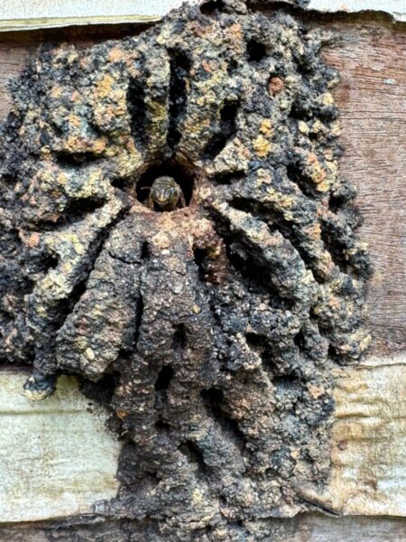 geopropolis da melipona capixaba ciencia e biodiversidade nas montanhas do espirito santo