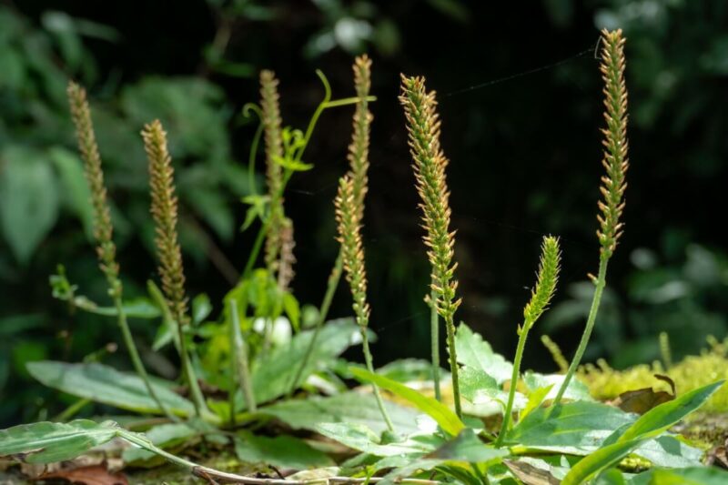 7 benefícios da planta tanchagem e como usá-la