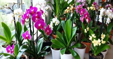 Como cuidar de orquídeas em casa: Dicas práticas para iniciantes