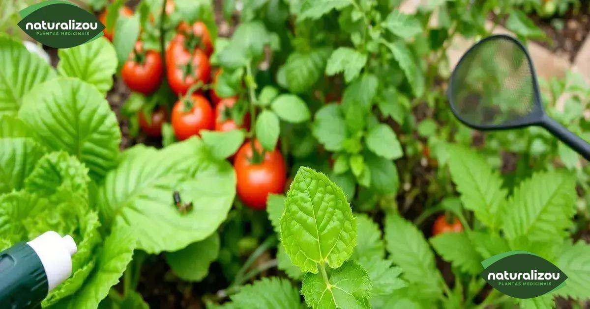 Dicas para proteger suas verduras de pragas