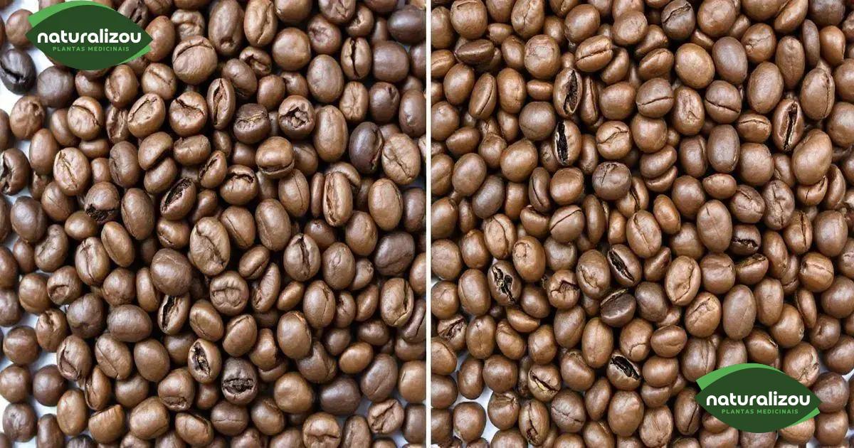 Diferenças entre café gourmet e café comum