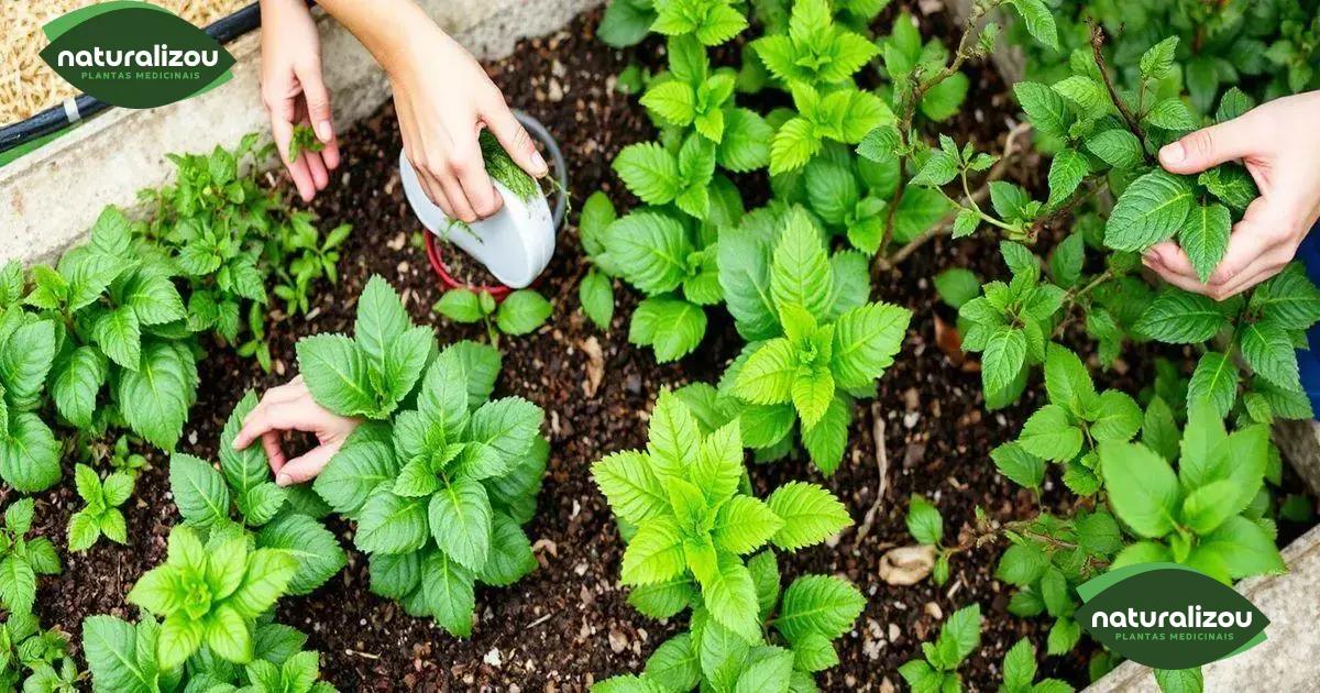 Manutenção de pequenos jardins