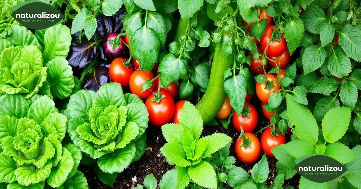 Melhores verduras para cultivar em casa