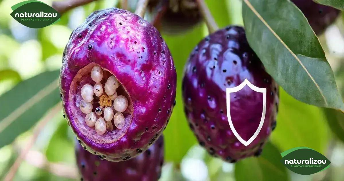 Propriedades antioxidantes da jabuticaba