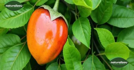 Propriedades do Tamarillo para Auxiliar na Perda de Peso de Forma Eficaz