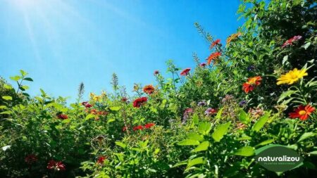 Plantas Medicinais Orgânicas: Como Aproveitar Seus Benefícios