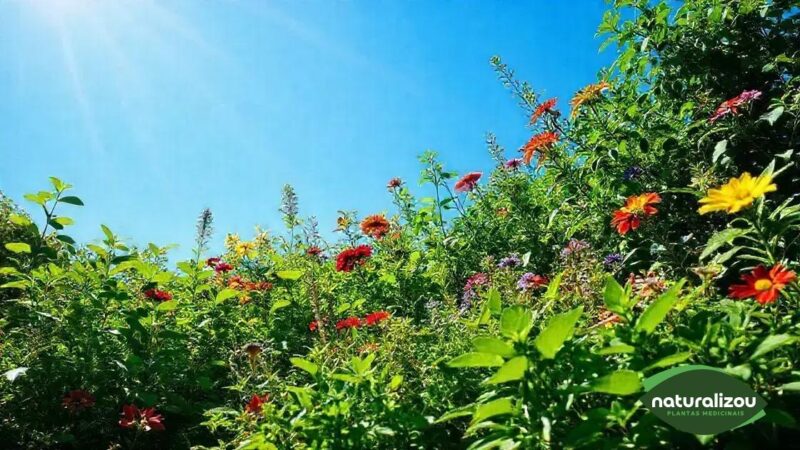 Plantas Medicinais Orgânicas: Como Aproveitar Seus Benefícios