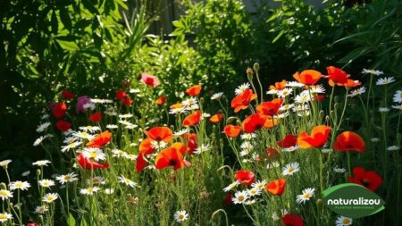 Flores Campestres Simples: Um Guia para o Jardim Perfeito