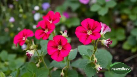 Gerânios floridos simples: como cuidar e encantar seu jardim