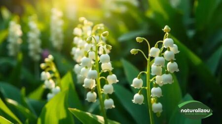 Lírios do Vale: A Beleza e os Benefícios para a Saúde