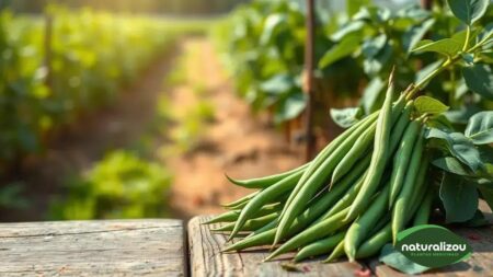 Vagem Orgânica Leve: O Segredo para uma Alimentação Saudável