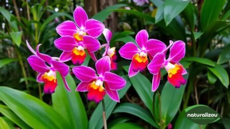 Orquídeas tropicais vibrantes: como cuidar e encantar