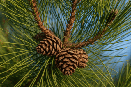 Picnogenol: um aliado poderoso para a pele madura picnogenol um aliado poderoso para a pele madura
