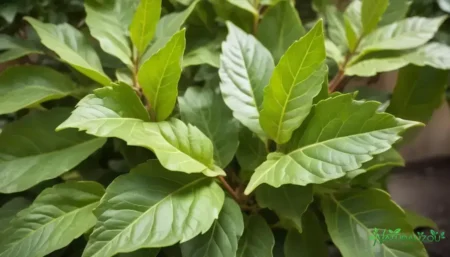 Boldo do chile: descubra os segredos para seu uso eficaz hoje boldo do chile: descubra os segredos para seu uso eficaz hoje