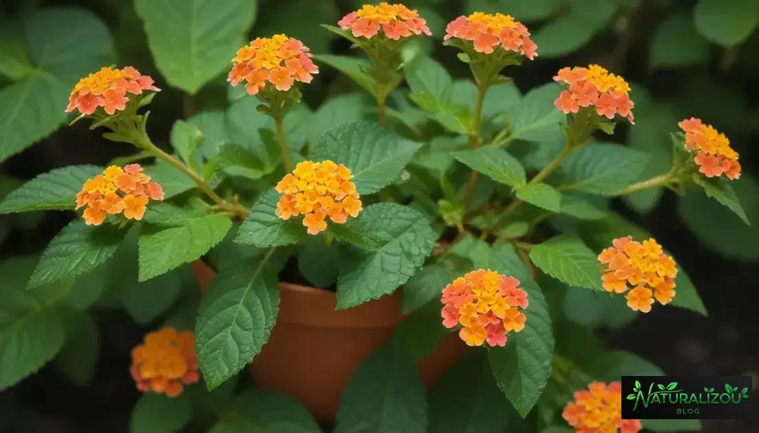 Reprodução e plantação da lantana
