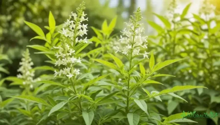 Capim cidreira: descubra benefícios e usos para sua saúde capim cidreira: descubra benefícios e usos para sua saúde