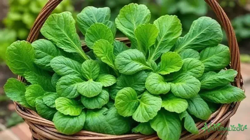 verduras orgânicas: descubra como consumir melhor e com saúde