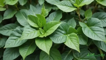 Boldo aborta: o que você precisa saber antes de considerar o uso boldo aborta: o que você precisa saber antes de considerar o uso