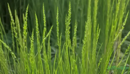 Cha cavalinha: benefícios surpreendentes que você talvez não conheça cha cavalinha: benefícios surpreendentes que você talvez não conheça