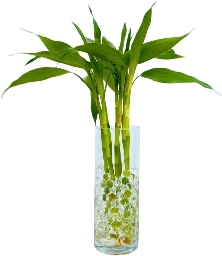 Bambu Da Sorte Brotado Natural 7 Hastes em Vaso de Vidro para Decoração