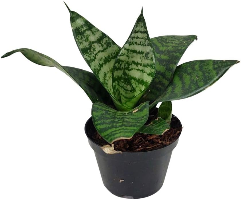 Muda Mini Espada De São Jorge Planta Natural Lingua De Sogra Planta Natural Exotica Folhagem