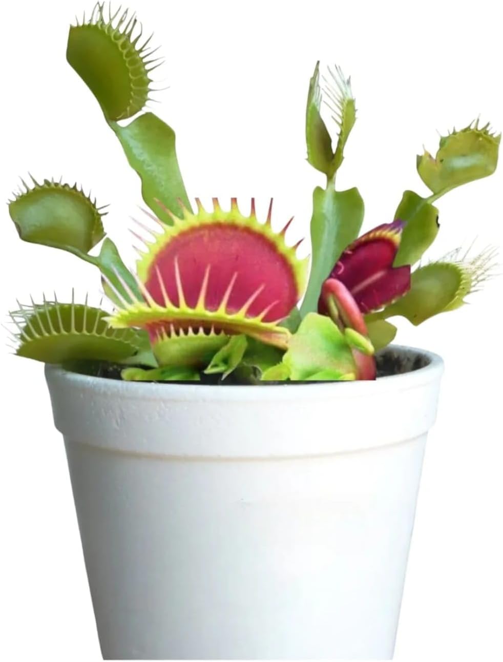 Muda De Dioneia Muscipula Planta Carnívora + Musgo Nutriente + Folder de Cuidados Básicos