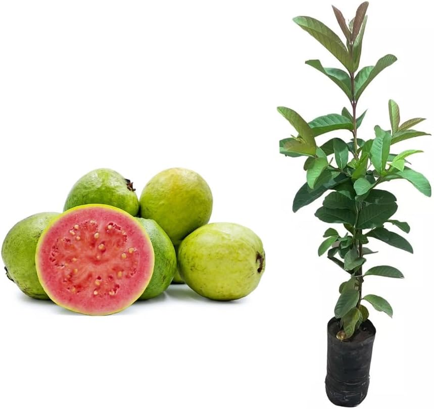 Muda de Goiaba Paluma (Psidium guajava) Altura de 20 a 40cm – planta frutífera tropical, ideal para cultivo doméstico ou comercial, alta produtividade, frutos doces e polpa rosada Muda de Goiaba Paluma (Psidium guajava) Altura de 20 a 40cm – planta frutífera tropical, ideal para cultivo doméstico ou comercial, alta produtividade, frutos doces e polpa rosada
