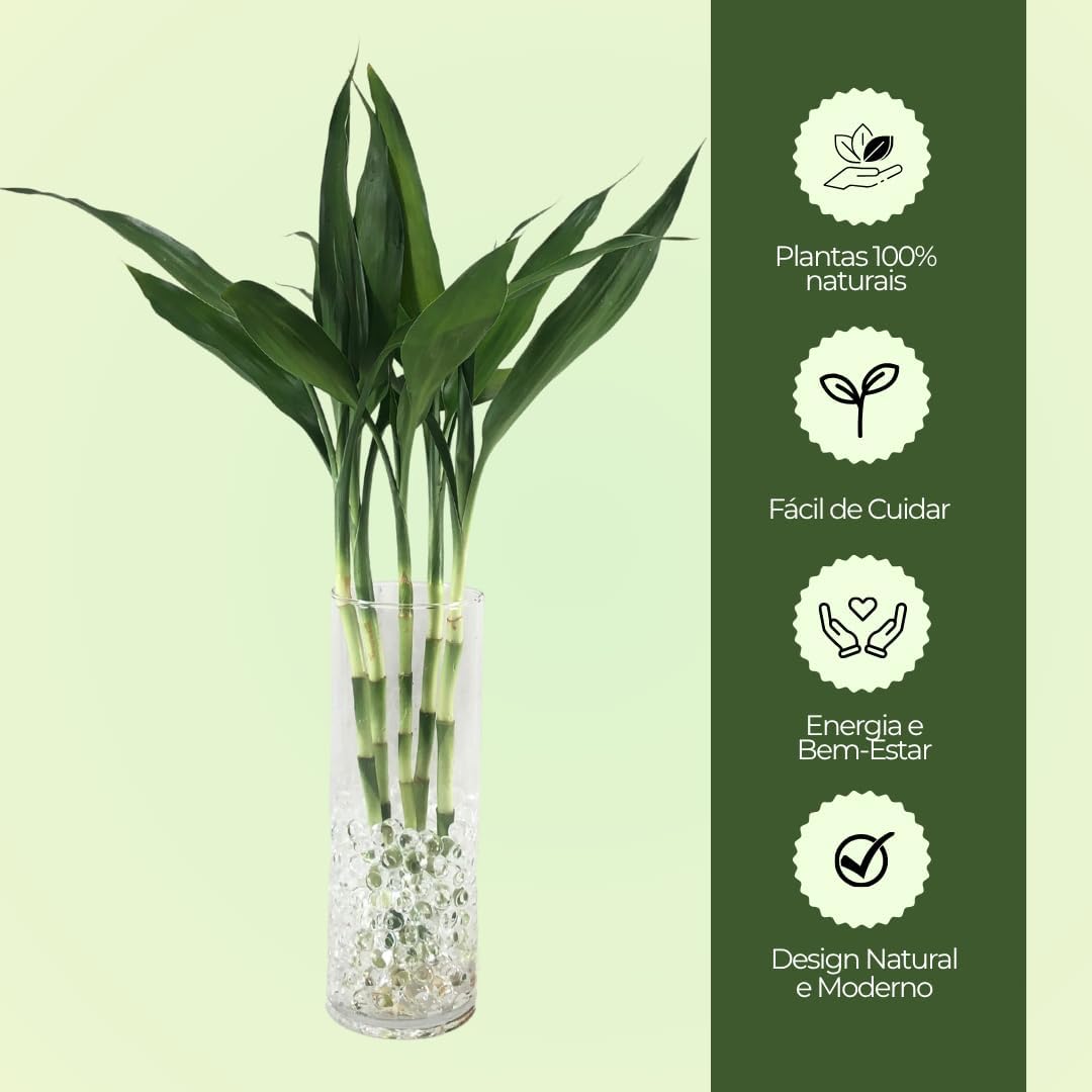 Imagem frontal do vaso com fundo verde claro.