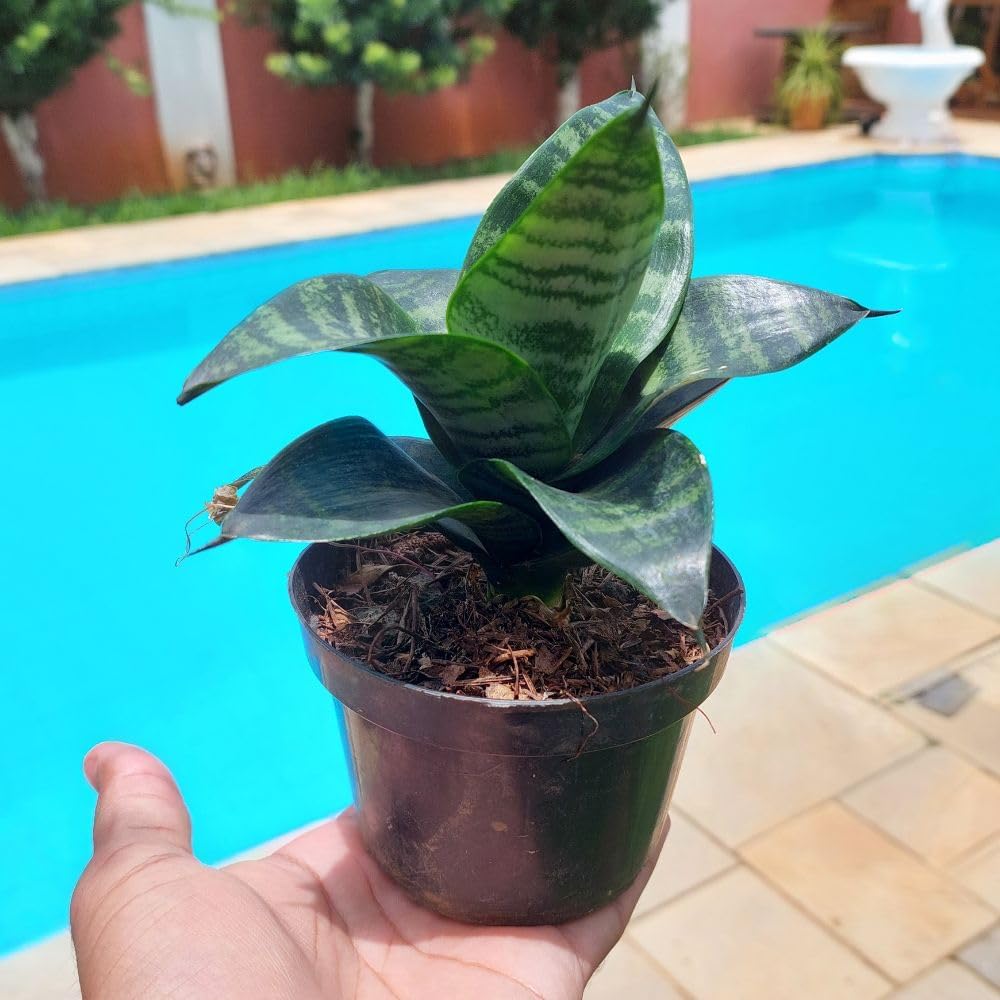 Vista lateral de uma piscina azul com vegetação ao redor.