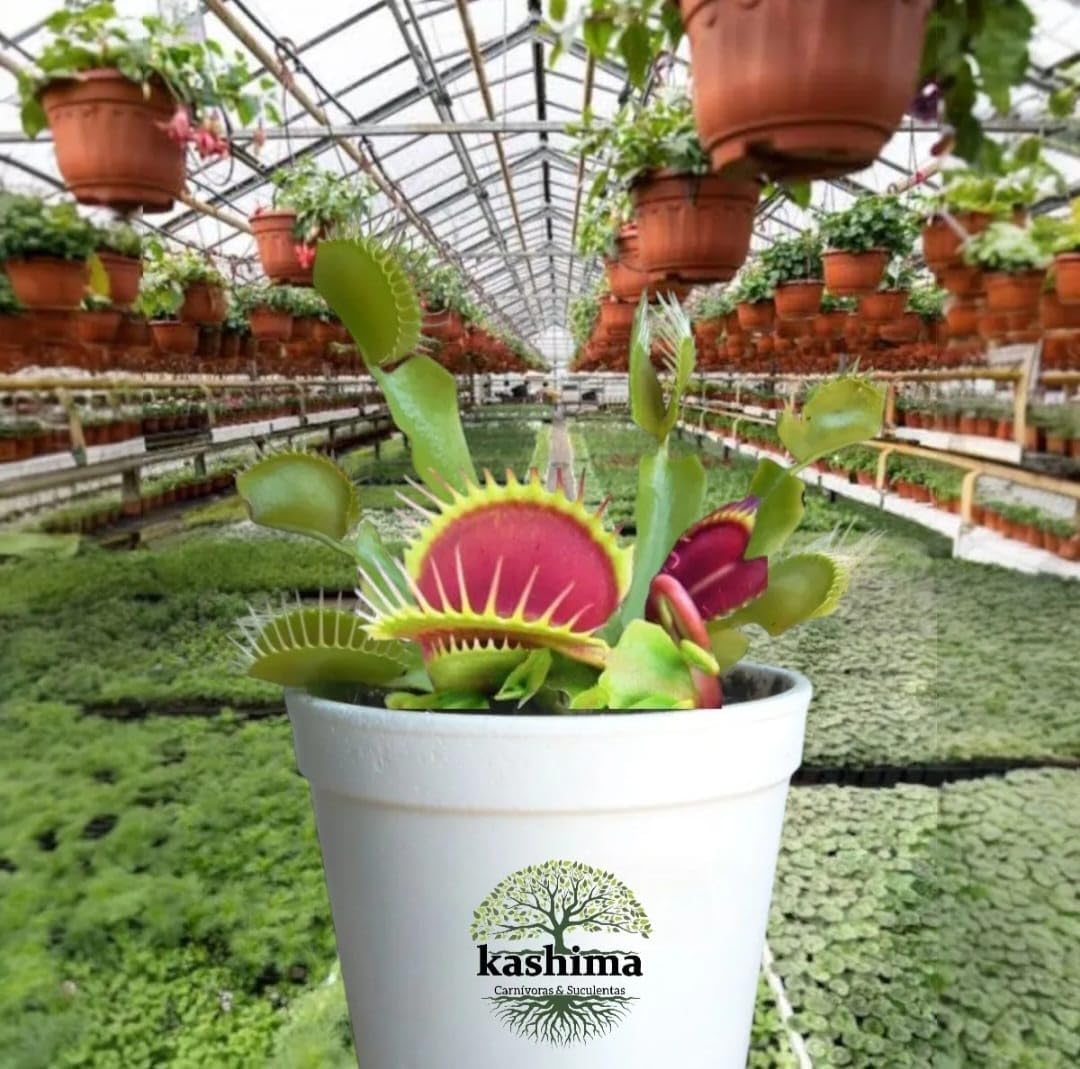 Imagem frontal de uma estufa com prateleiras cheias de plantas.