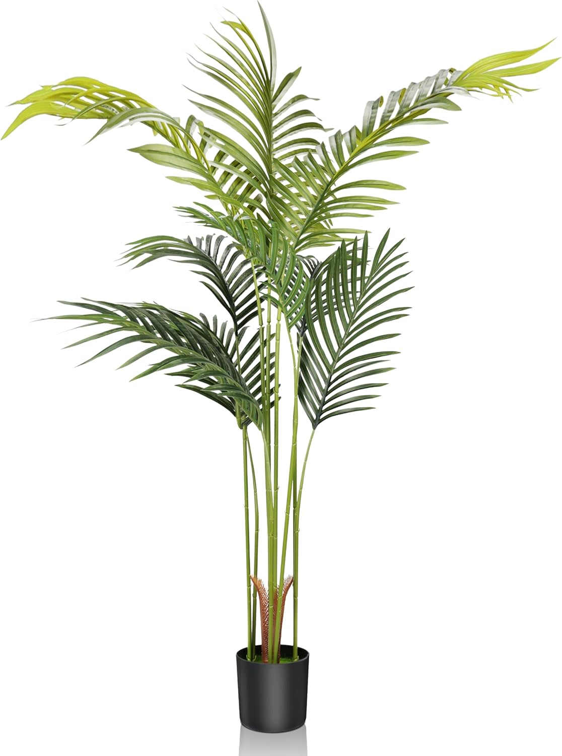 Imagem frontal de uma planta em um fundo branco.