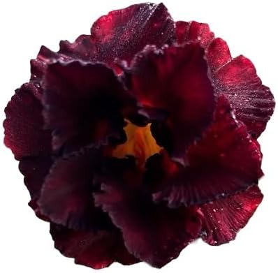 A imagem tem fundo branco, destacando a flor. A imagem tem fundo branco, destacando a flor.