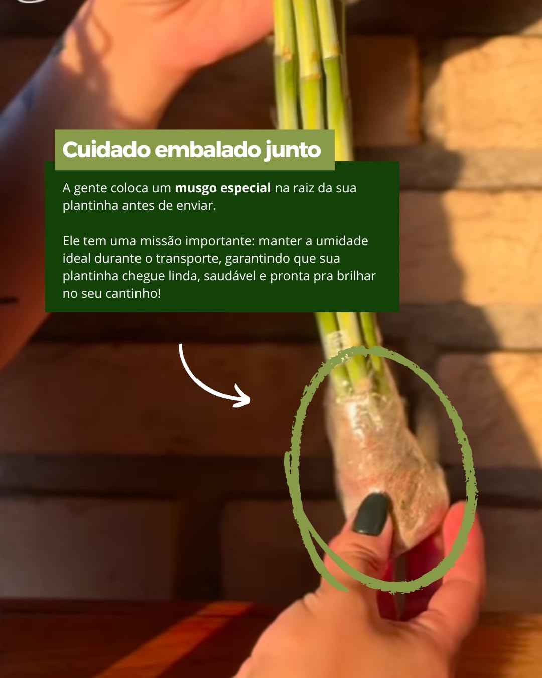 Close-up do vaso com fundo de parede de tijolos.