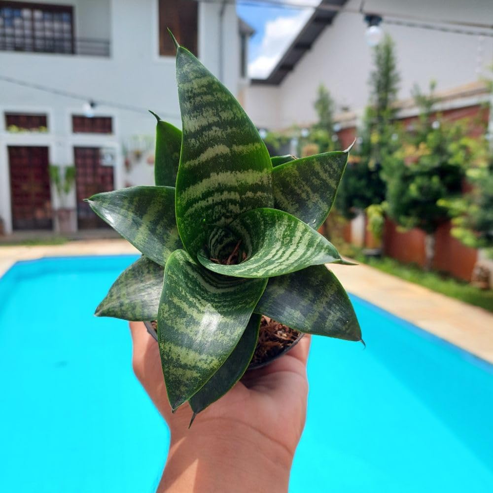 Close-up de uma piscina azul e espaço externo com árvores.