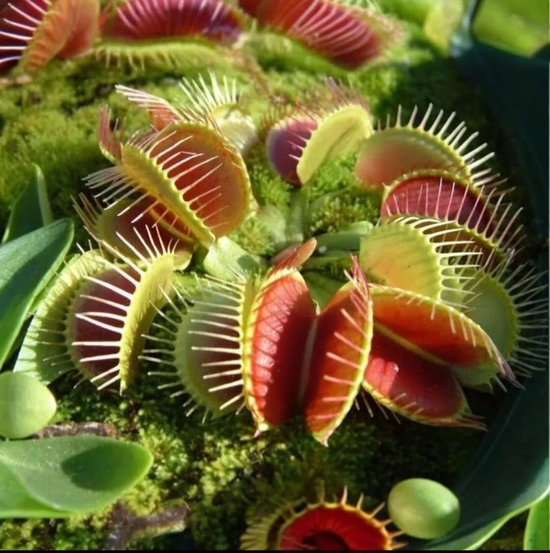 Imagem superior de uma planta sobre um fundo de musgo verde.