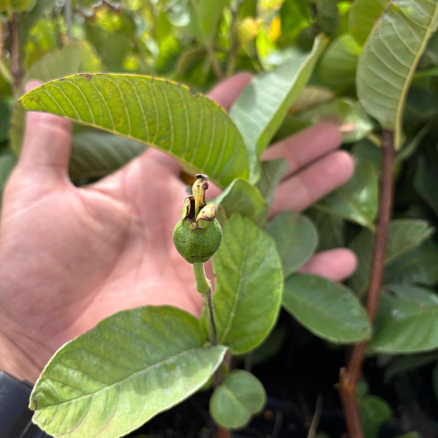 Imagem close-up com fundo desfocado e folhas verdes. Imagem close-up com fundo desfocado e folhas verdes.